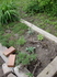 Oregano  Blog.JPG